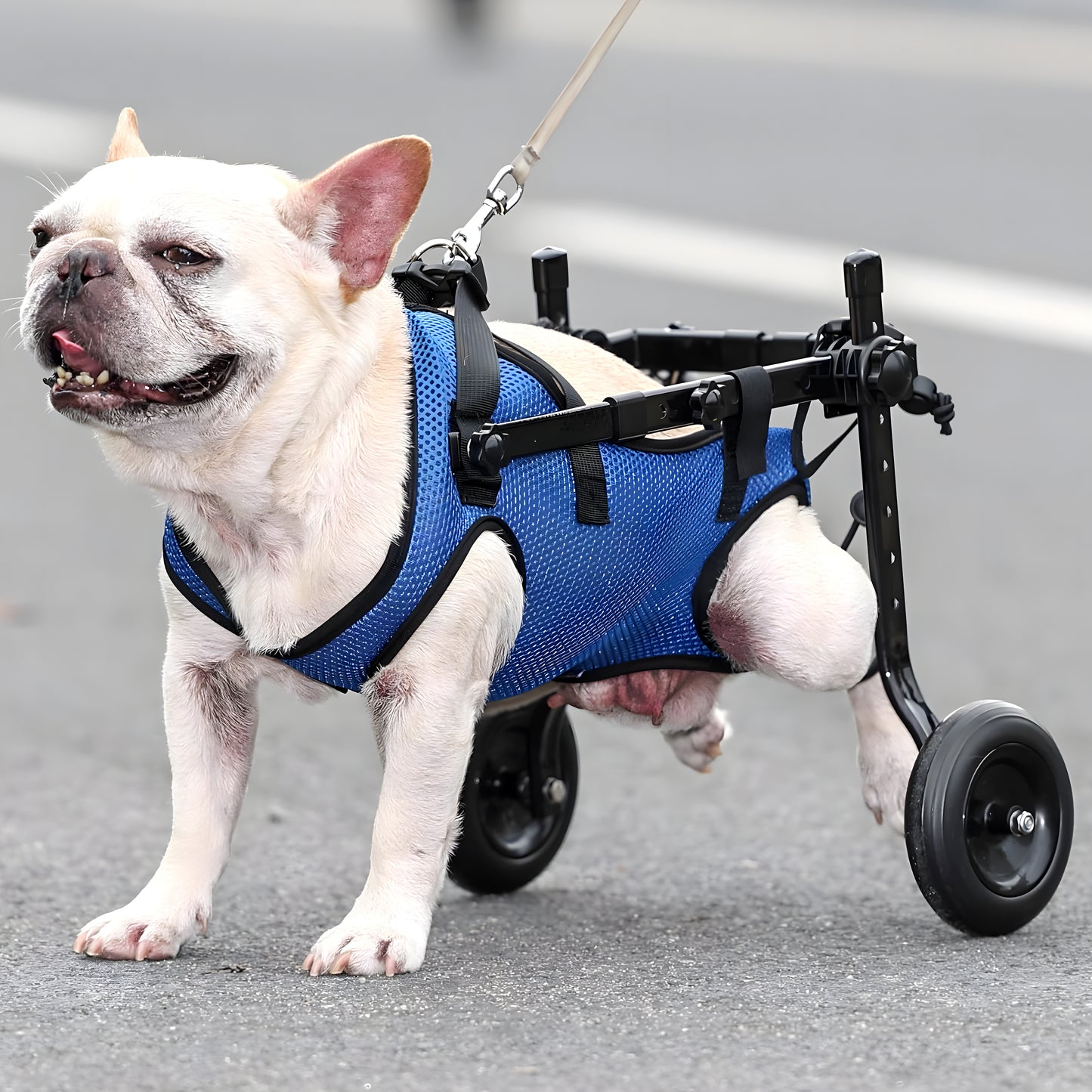 Canine Co Dog Wheelchair | Adjustable Injury Rehabilitation Aid